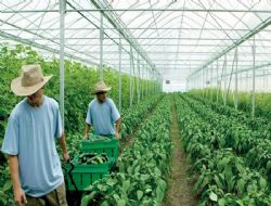 Turizme organik yaklaşım